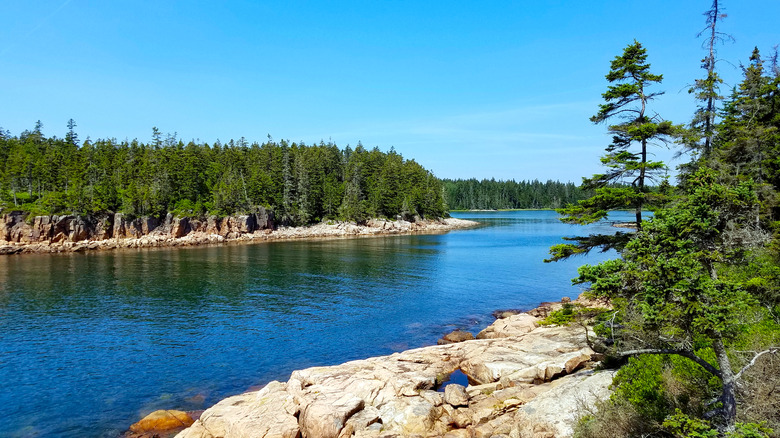 Forested shoreline in Acadia National Park