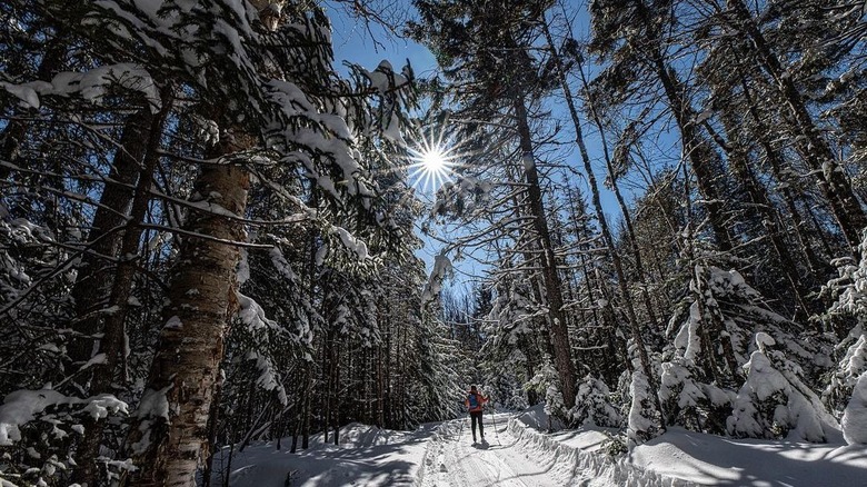 cross country skier in pine trees