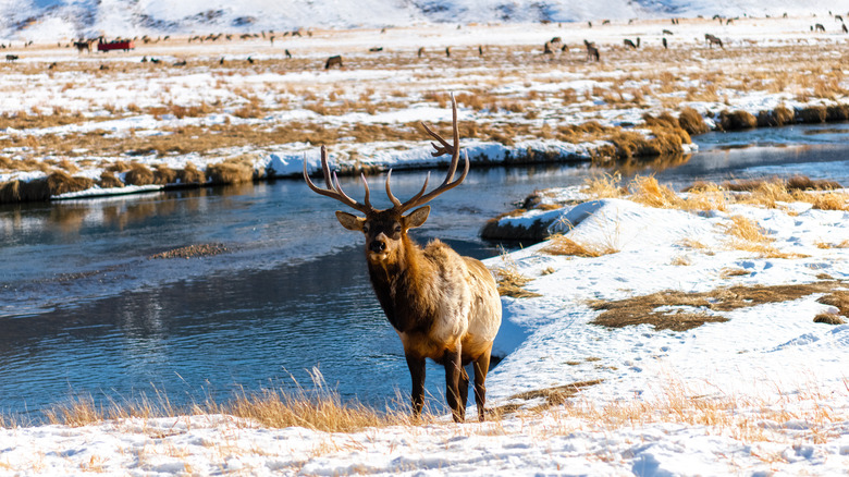 Elk near river in Jackson Hole