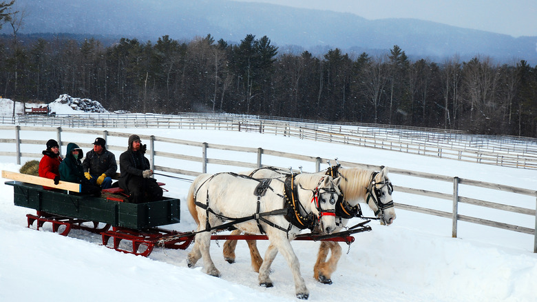 Winter sleigh ride with white horses