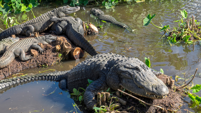 Alligators at Gatorland