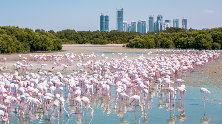 Flamingos in Dubai