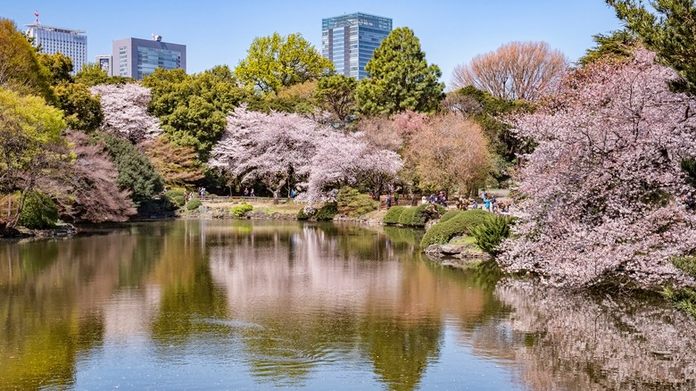 Cherry Blossoms at Shinjuku Gyoen