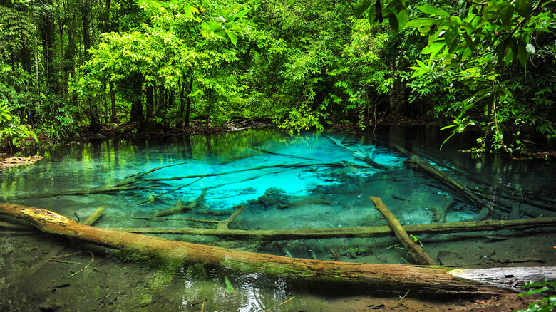 Emerald Pool, Thung Teao park