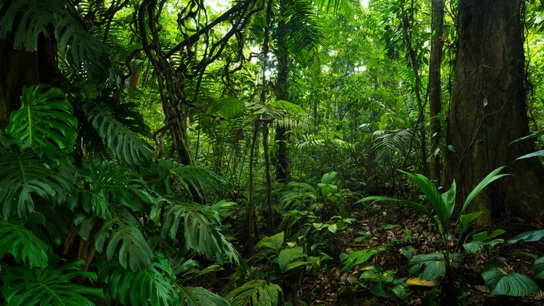Rainforest of Costa Rica