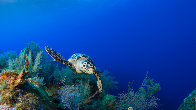 Hawksbill turtle swimming
