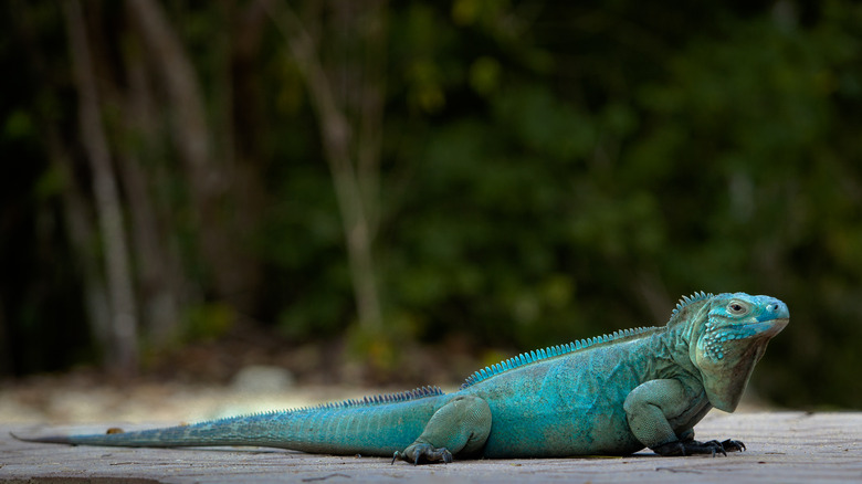 Rare Cayman Blue Iguana