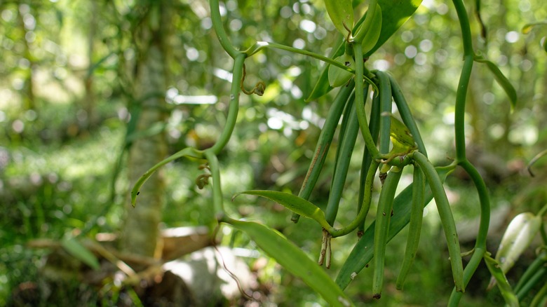 Vanilla plant on Taha'a