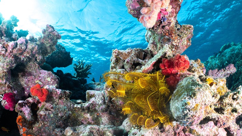 The coral of Taveuni