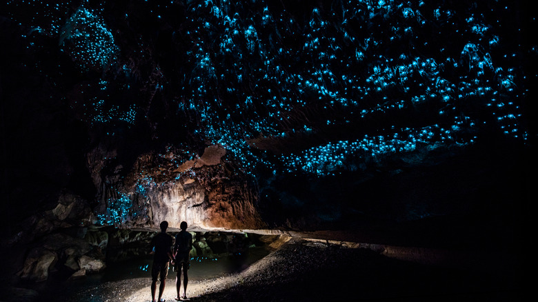 cave view of glow worms