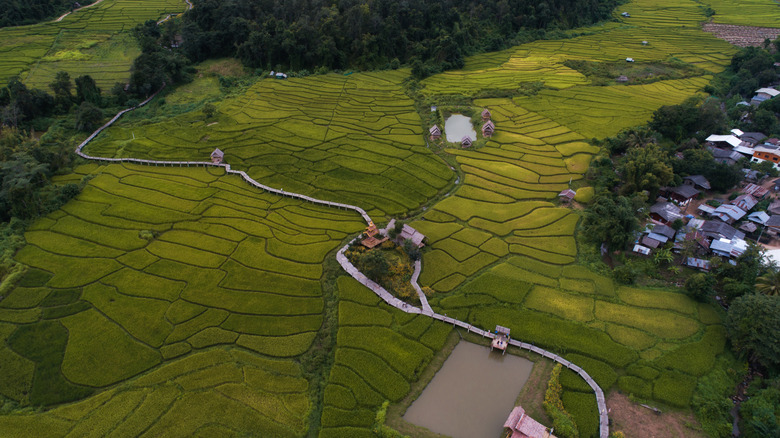Mae Hong Son rice fields