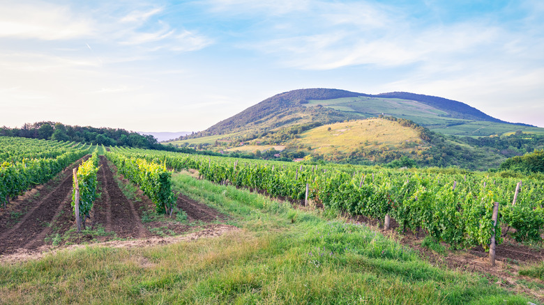 Vineyard in Eger's vicinity