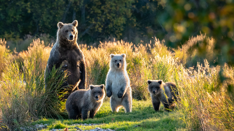 Brown bear family in Katmai National Park