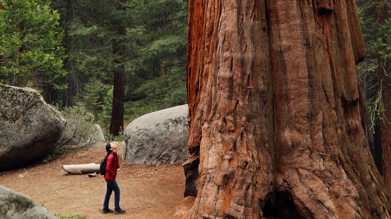 Hiker looking at tree in King's Canyon National Park