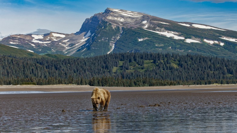 Grizzly bear in Lake Clark National Park
