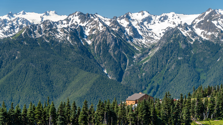 Hurricane Ridge viewpoint Olympic National Park