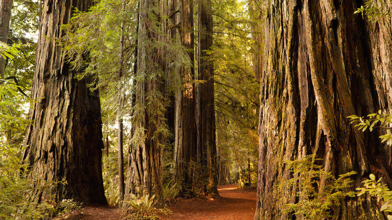 Trees in Redwood National Park