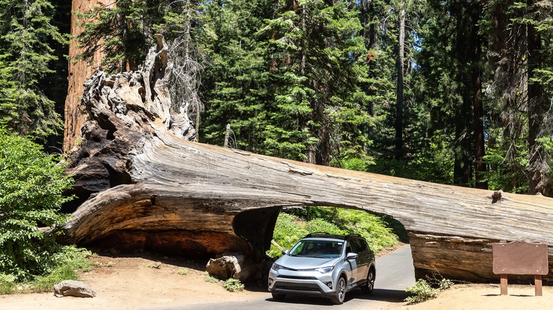 Tunnel Log Sequoia National Park