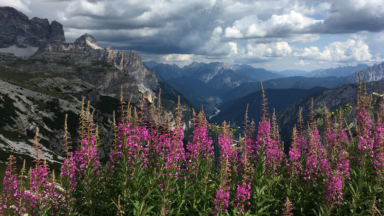 purple wildflowers in mountains