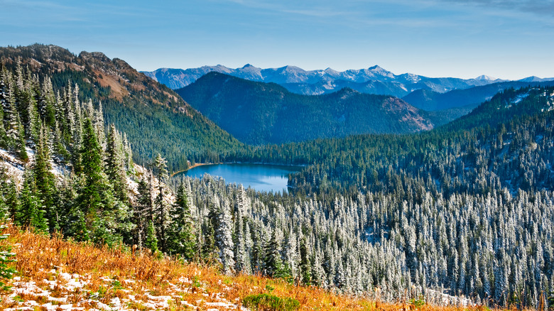 Alpine lake surrounded by trees