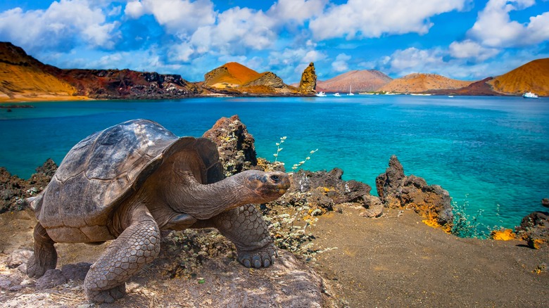 Galápagos Island wildlife