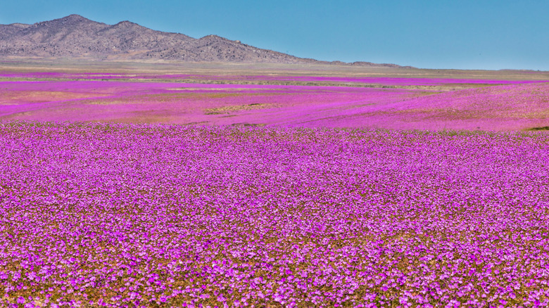 superbloom in Atacama Desert