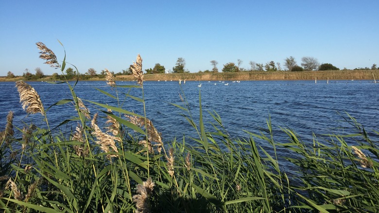 Swans in Jamaica Bay