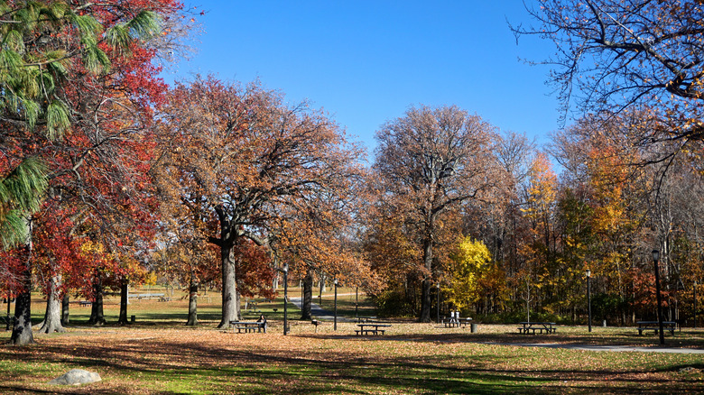 Trees of Pelham Bay Park