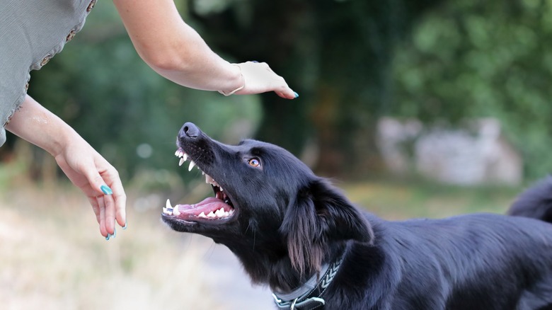 dog biting woman