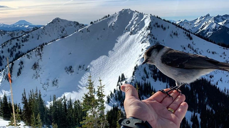 Hand holding bird at Crystal Mountain