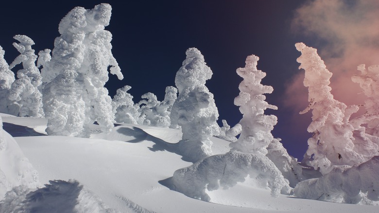 Willamette Pass snowy trees