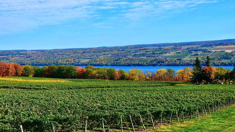 vineyard next to lake
