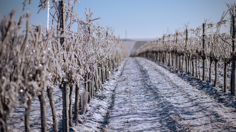 vineyard in the winter
