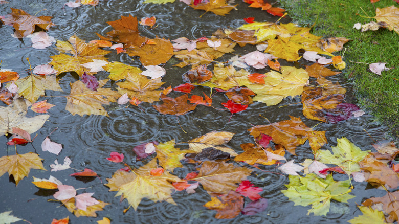 Fallen leaves in rainy puddle