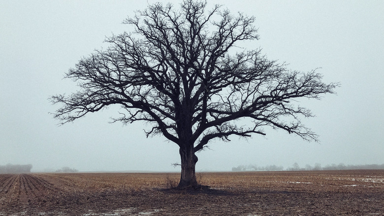 Leafless tree stands in field