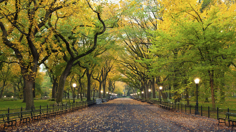 walking path at Central Park