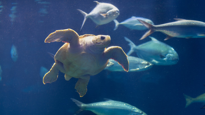 Sea turtle swimming