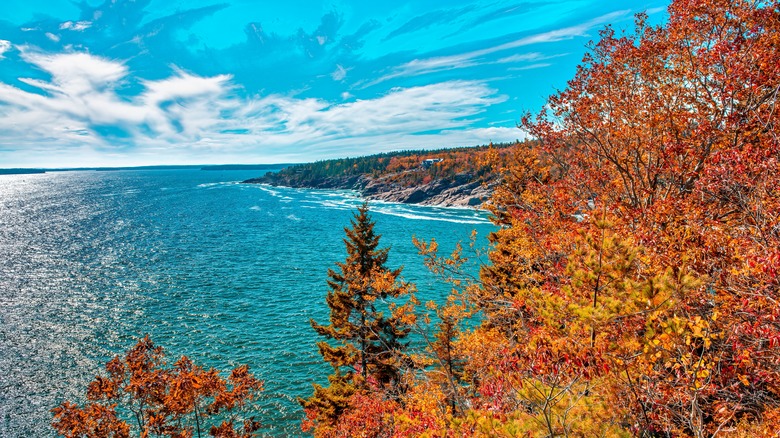 Autumn foliage on the coast of Acadia, Maine