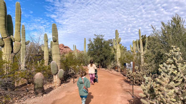 Cactus trail Desert Botanical Garden Phoenix