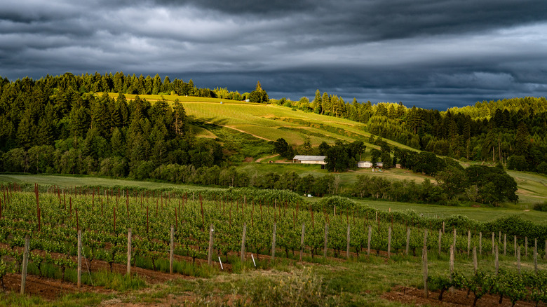 Willamette Valley vineyards