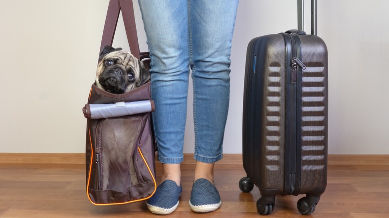 woman with suitcase and a pug