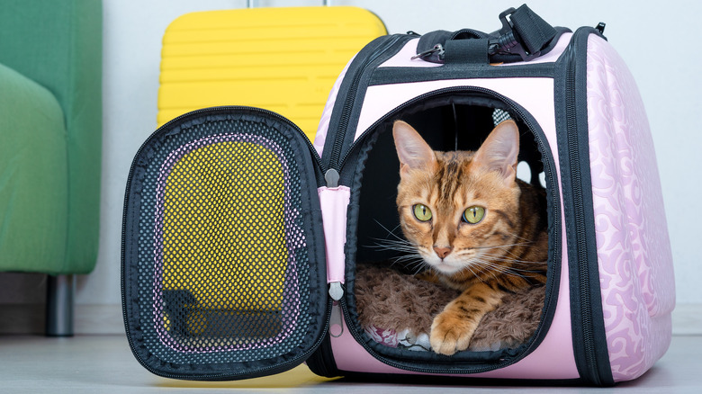 cat in a pet carrier