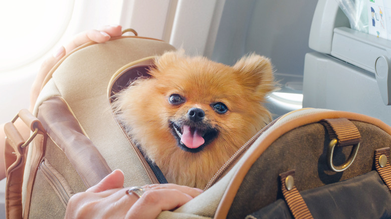 pomeranian in a carrier