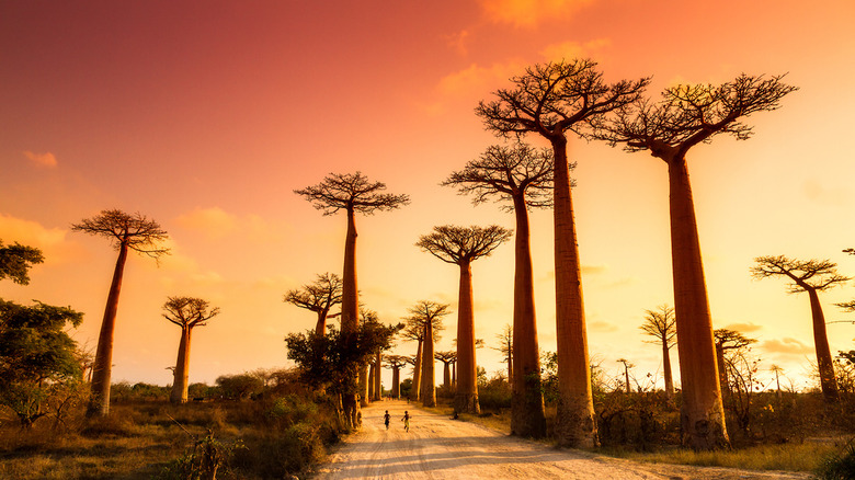 Avenue of the Baobabs 