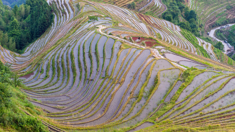 Dragon's Backbone Rice Terraces