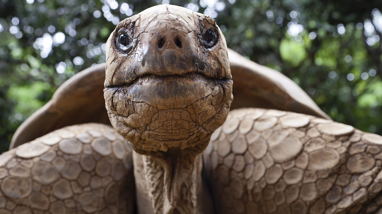 Galapagos Islands