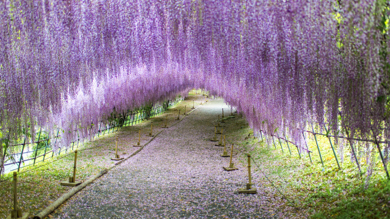 Kawachi Fuji Gardens