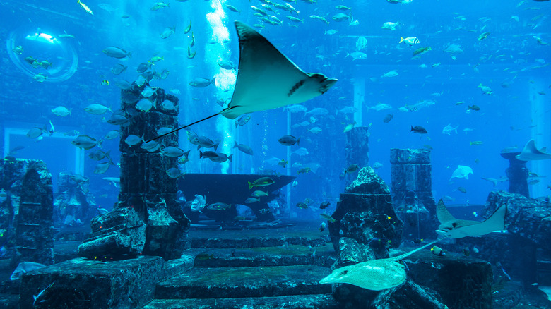 Hotel Atlantis aquarium
