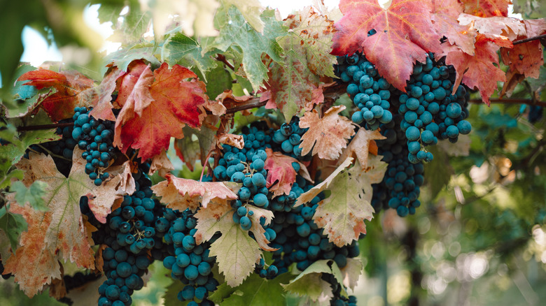 Ortona, Italy vineyard