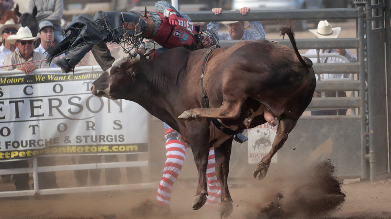 rider at Black Hills Roundup